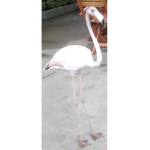 If u luv flamingo I appreciate u