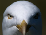 Seagull hub