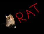 The Wild Rattys