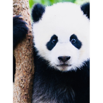 Panda family Roblox you tuber