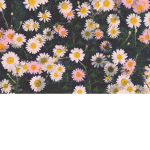 ~Mia's~