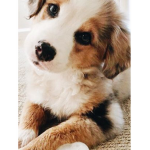 Maisy daisy
