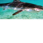 Tiger sharks united