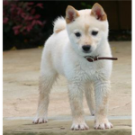 Shiba Inu Lovers