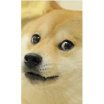dogey on mobile club