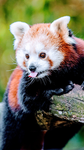 Fun time Redpanda