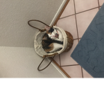 Cute kittens uwu