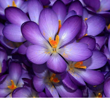 JayTheExoticGamer12's Place Number: ##