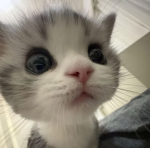 Fluffy princess