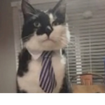 Dingus Corporation