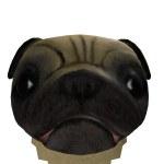 Peek-a-Pug