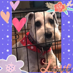 I like my dog, do you?