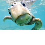 Contaminated Oceans