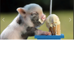 Pig @rmÿ
