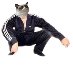 Big Black Cats