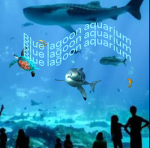 Blue lagoon aquarium