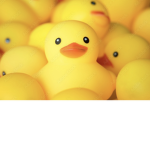 RubberDuckies1