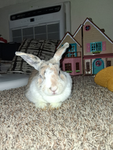 FluffyBunny Fan Club!