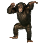 monke rule