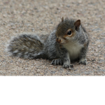 Cute Squirrel Fan Club