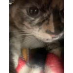 CatGod Games