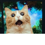 Cat-Craze