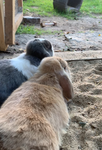 Magic_animals