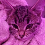 The cool popcats