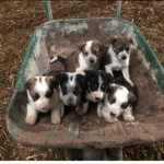 Puppyxchat