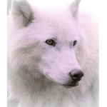 THE_WOLFS :3
