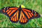 Natalia butterfly