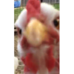 Chicken virus