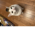 Kitty gamer Girl