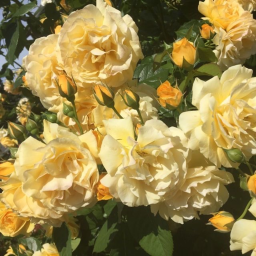 💫ミ☀️