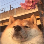 shəin