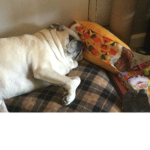 Puggle fan group