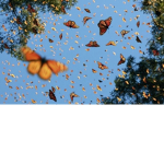 Lilly’s butterfly’s!
