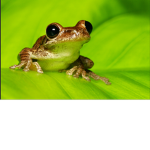 Da Frog Army!!!