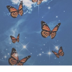 XOButterflies