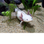 TheRobloxGamingAxolotl