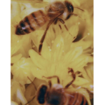 - Bee Squad -