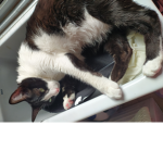 Mi gatito hermoso