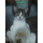+HΘshi+