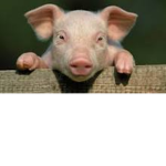 Piggy Man Gang