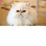 The endless cat group