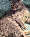 Pickles-Fans and friends