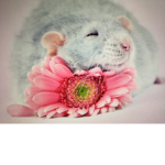 Rat boiiiiiii
