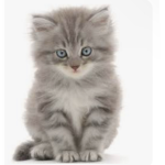 Cute kitty advertising