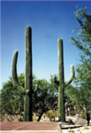 Cactus Club