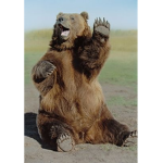 bear@dog